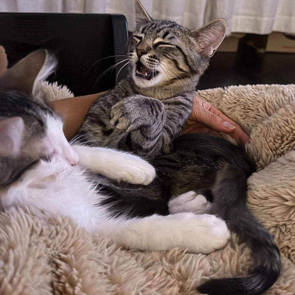 Sadie — thumbnail 5