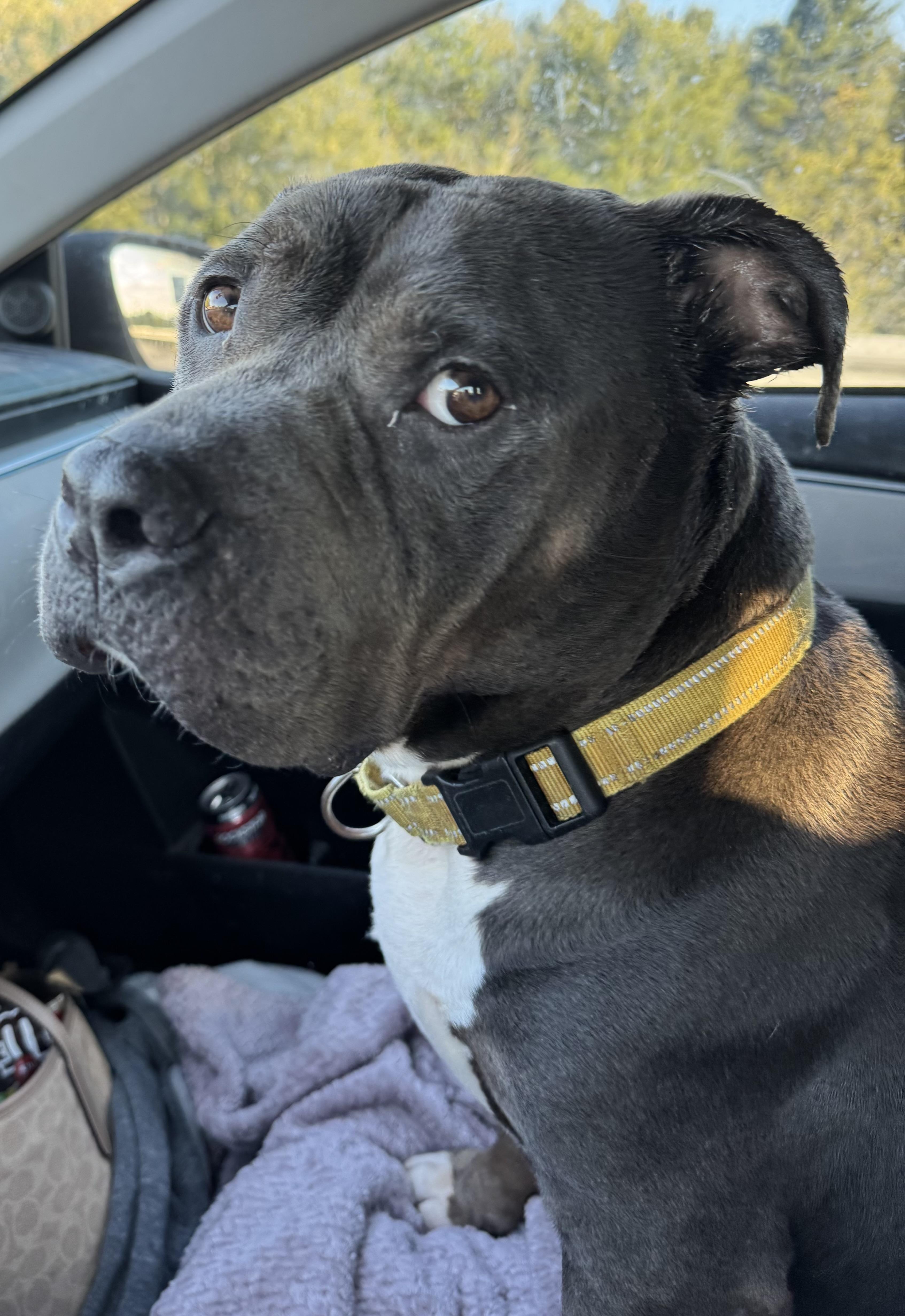 Molly, an adoptable American Bulldog in Vassalboro, ME, 04989 | Photo Image 2
