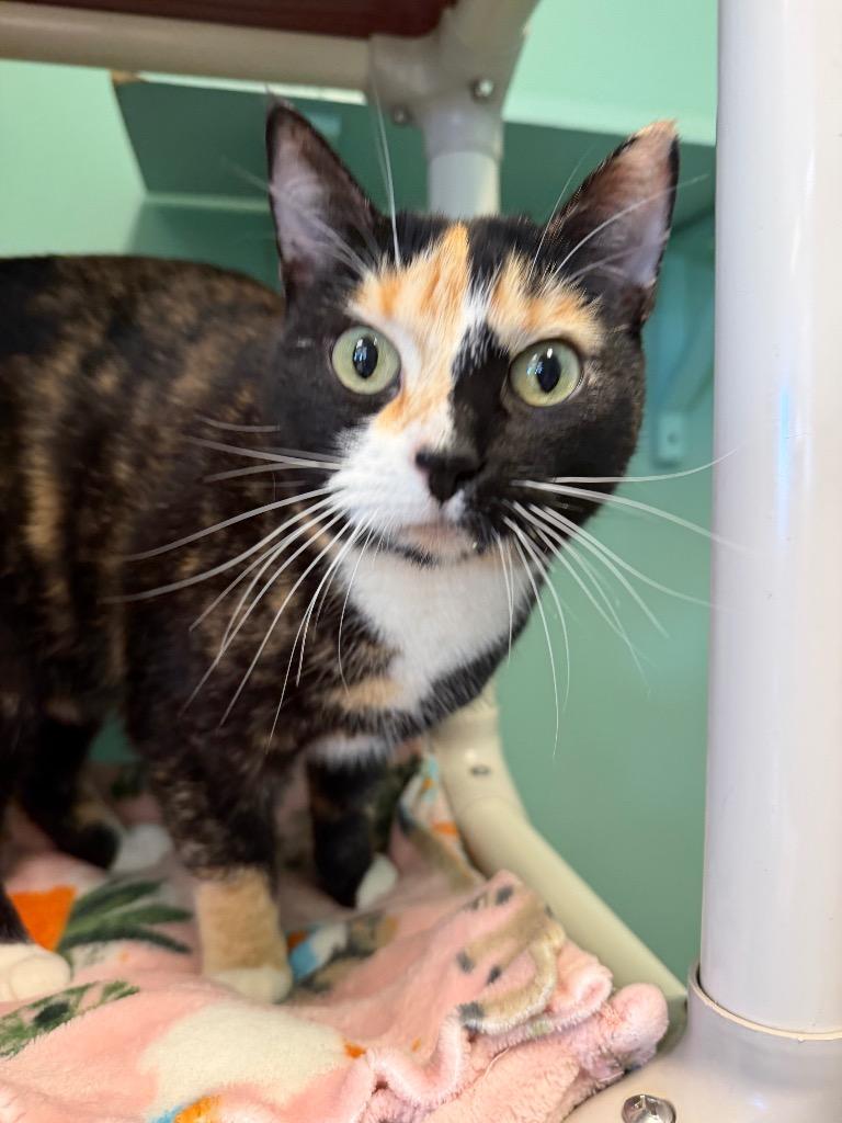 Enlarge Jazzy, a Adopted Domestic Short Hair in Amery, WI image 2/3