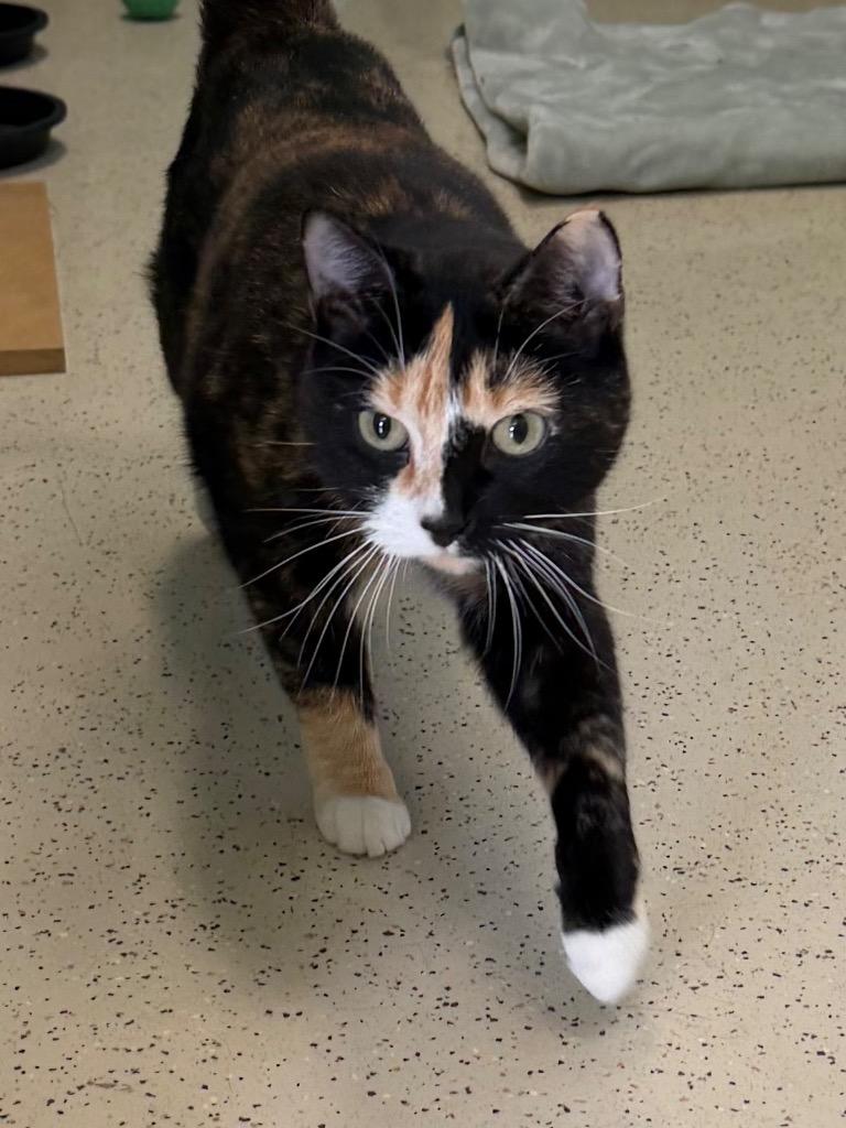 Jazzy, Adoptable, Adult Female Domestic Short Hair.