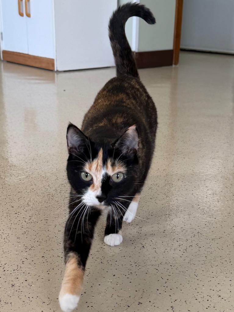 Enlarge Jazzy, a Adopted Domestic Short Hair in Amery, WI image 3/3