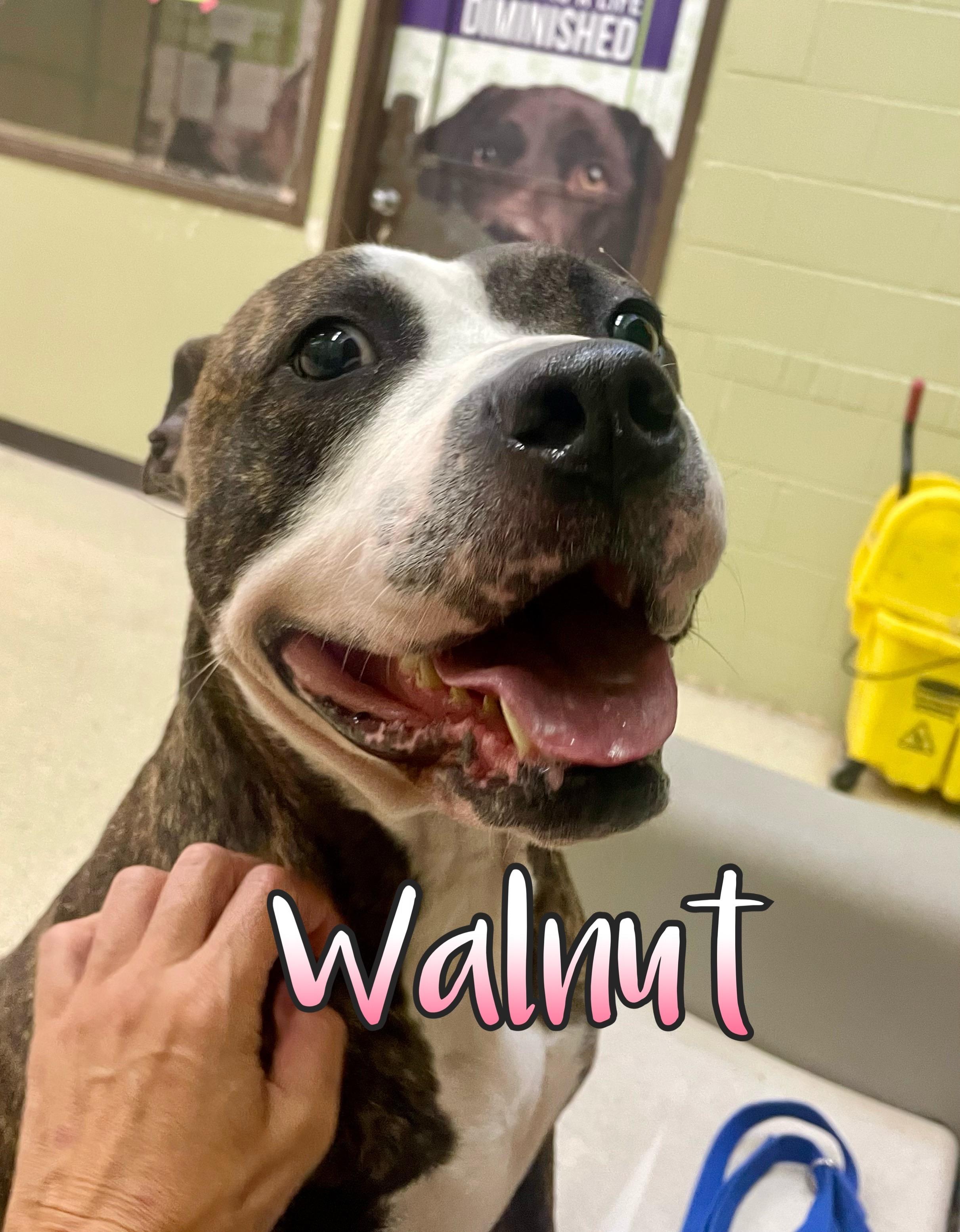 Walnut