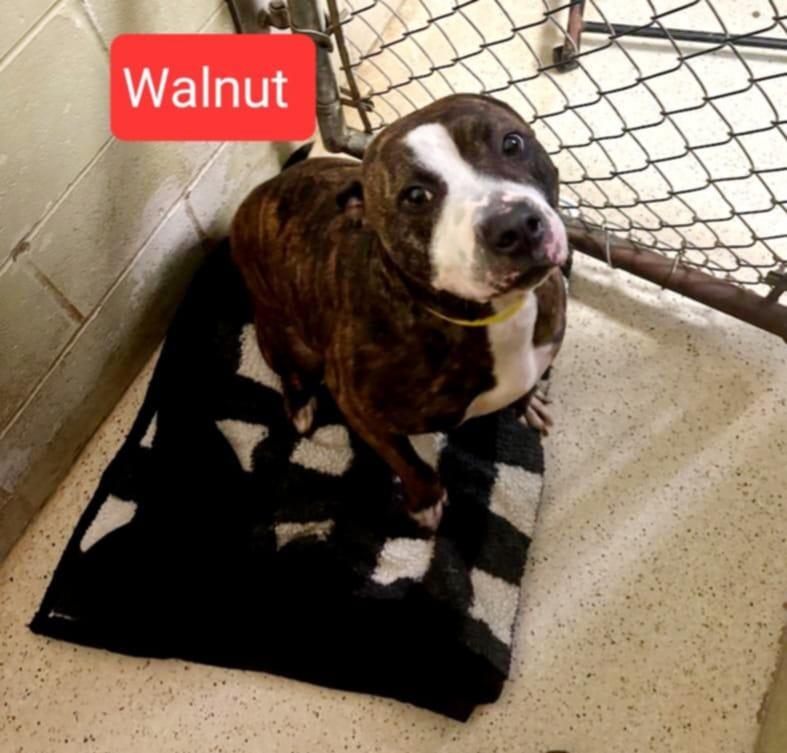 Walnut