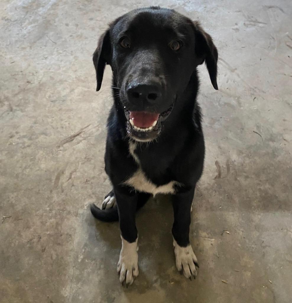 HOPE, Adoptable, Puppy Female Mixed Breed & Border Collie.