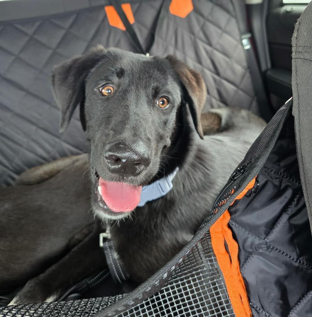 Enlarge HOPE, a Adoptable mixed breed in Palm City, FL image 2/2