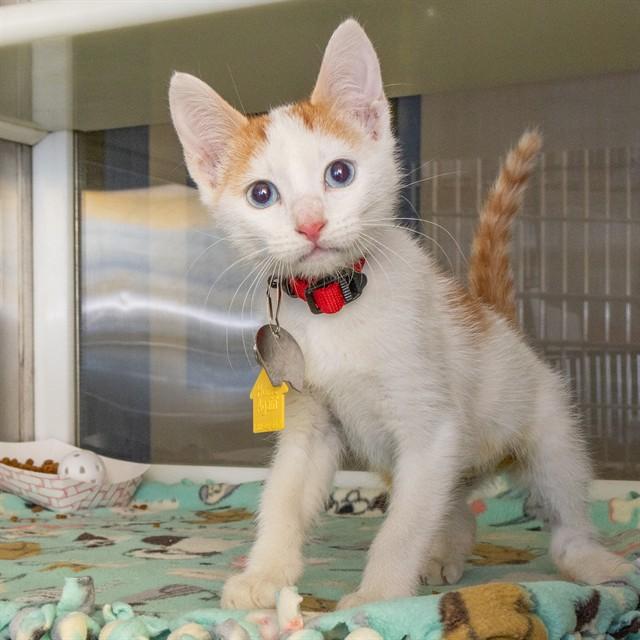 JOJO, Adoptable, Kitten Female Domestic Short Hair.