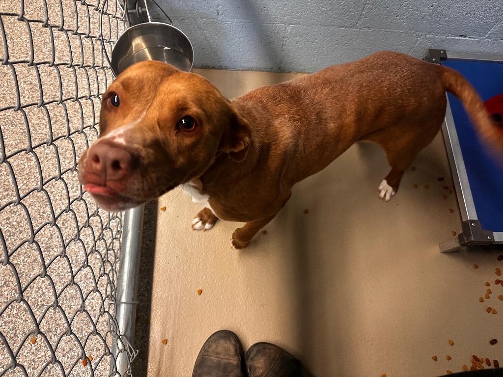 Demi, Adoptable, Young Female Pit Bull Terrier & Mixed Breed.