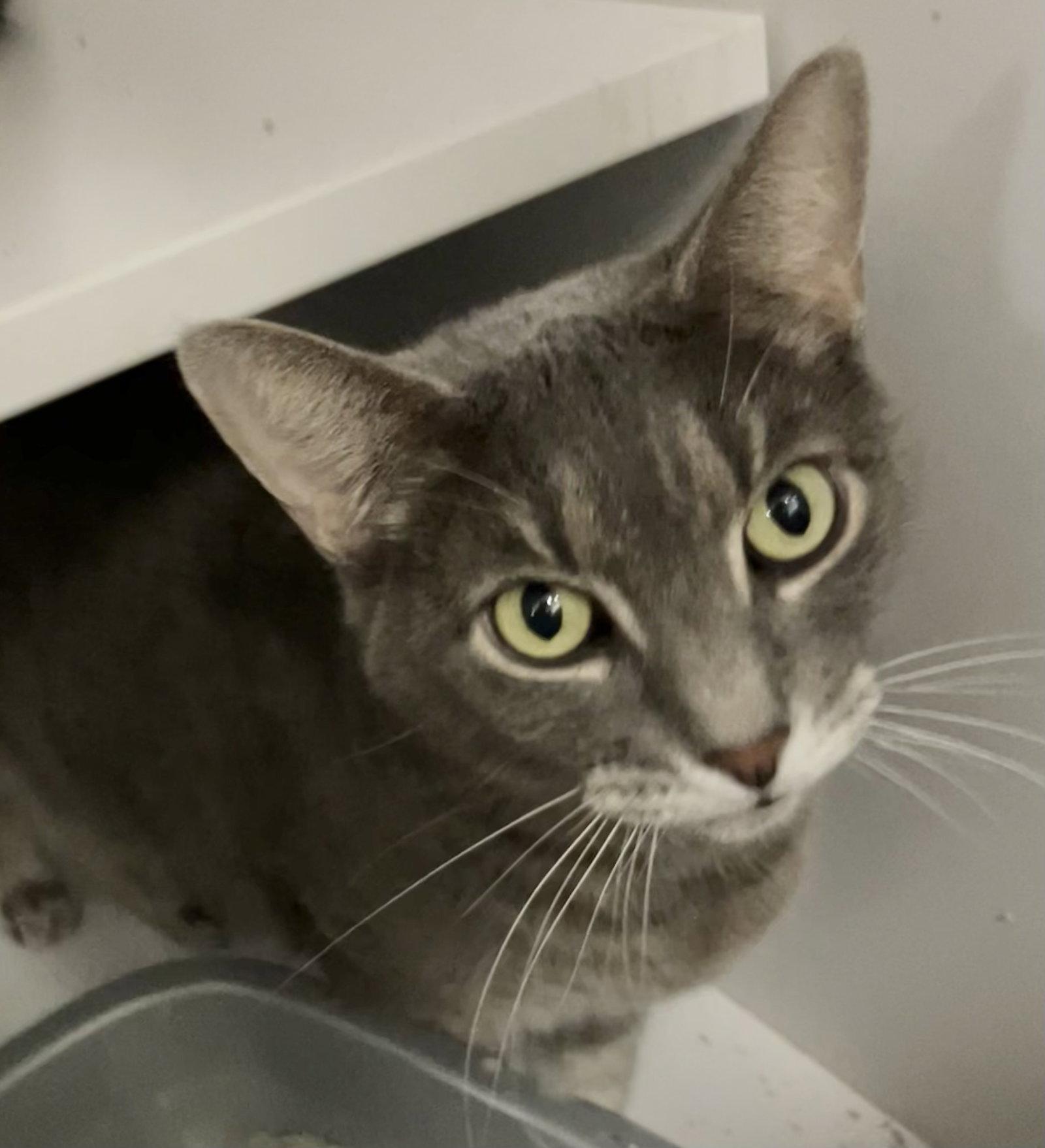 Sylvie (bonded with Tiny), Adopted, Senior Female Domestic Short Hair.