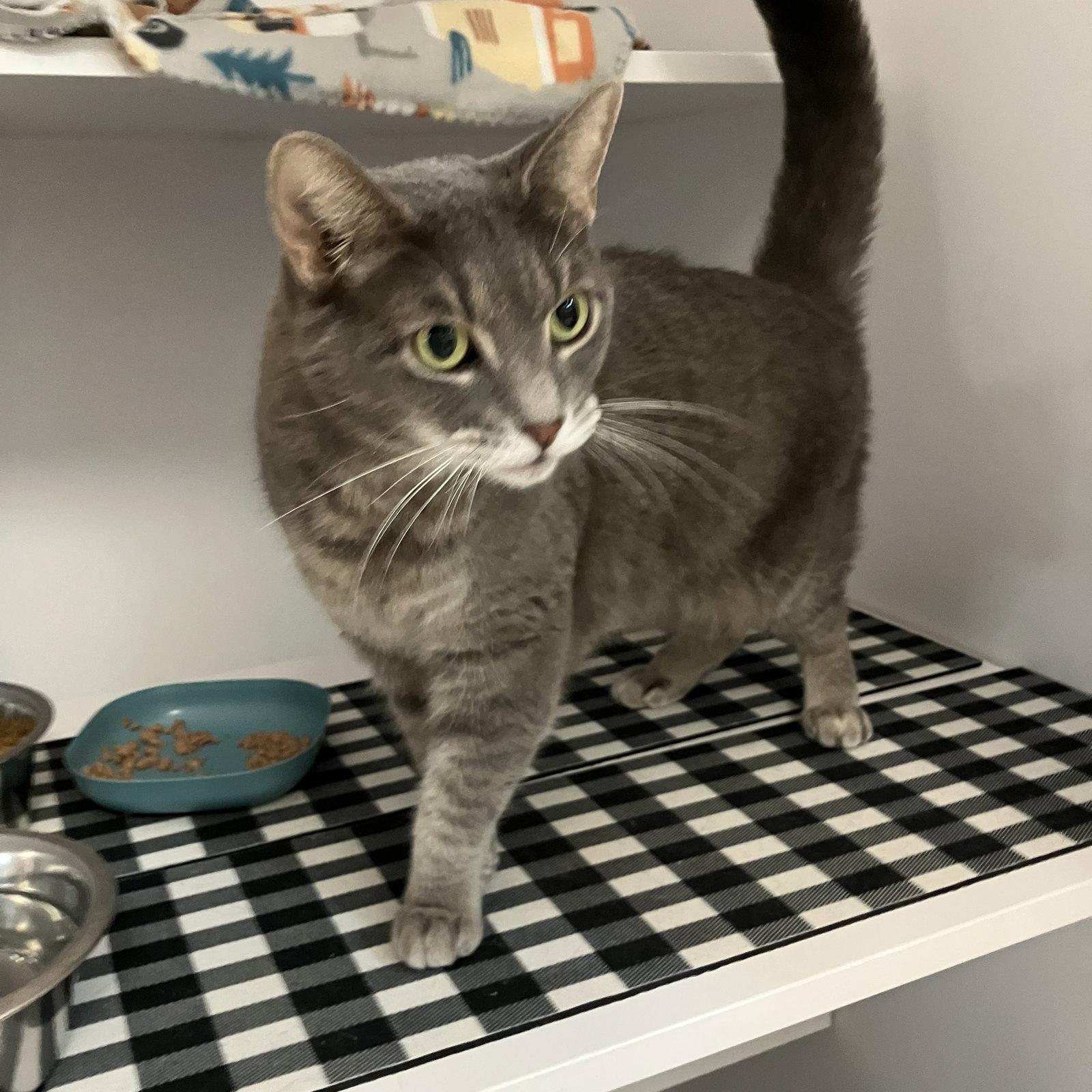 Sylvie (bonded with Tiny), a Adopted Domestic Short Hair in Dublin, OH image 2/3