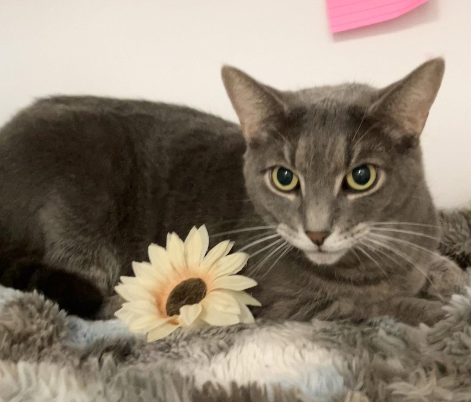 Sylvie (bonded with Tiny), a Adopted Domestic Short Hair in Dublin, OH image 3/3