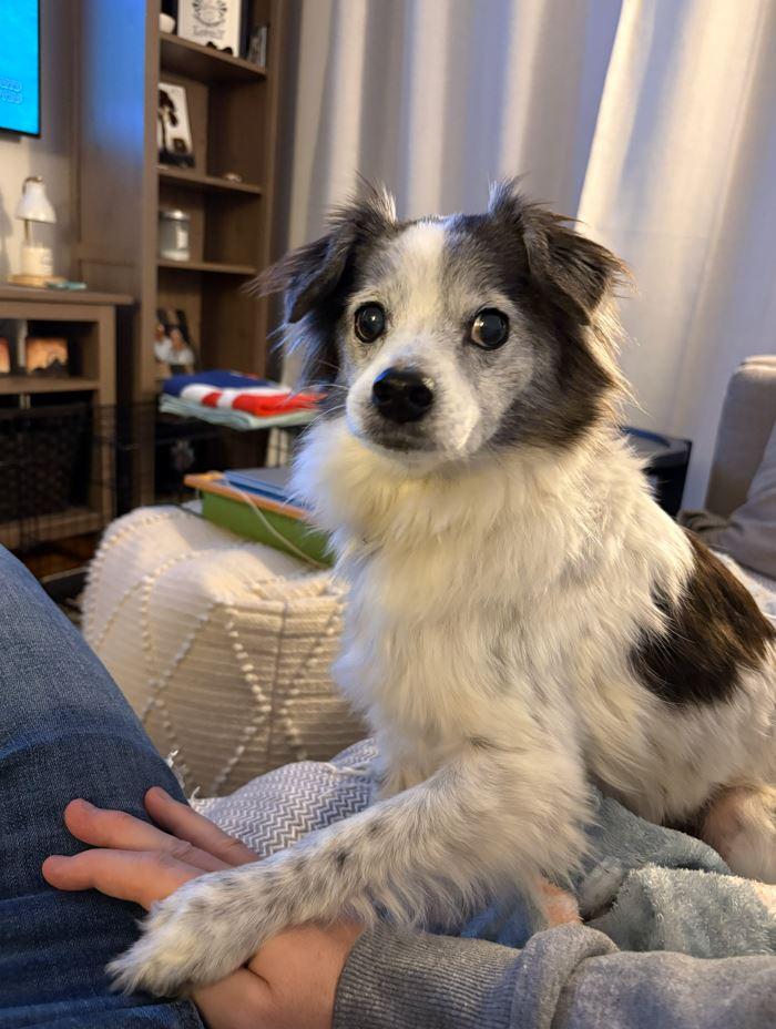 Mi'jo, Adoptable, Senior Male Pomeranian & Shih poo.