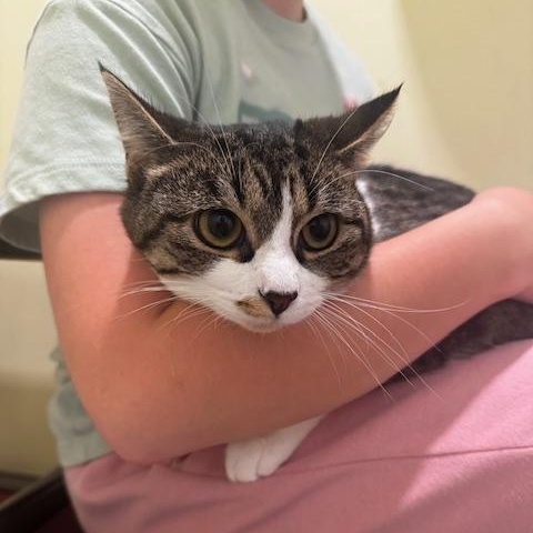 Enlarge Pip and Ally, a Adoptable Domestic Short Hair in Hutchinson, MN image 3/6