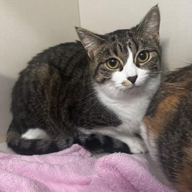 Enlarge Pip and Ally, a ADOPTABLE Domestic Short Hair in Hutchinson, MN image 2/4