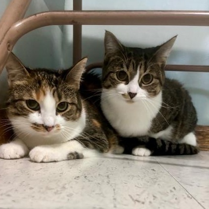 Pip and Ally, Adoptable, Young Female Domestic Short Hair.