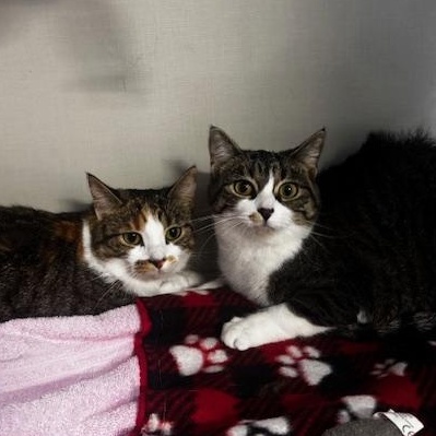 Pip and Ally, ADOPTABLE, Young Female Domestic Short Hair.