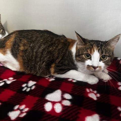 Enlarge Pip and Ally, a ADOPTABLE Domestic Short Hair in Hutchinson, MN image 3/4