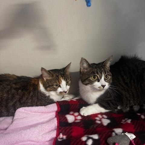 Enlarge Pip and Ally, a ADOPTABLE Domestic Short Hair in Hutchinson, MN image 4/4