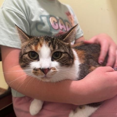 Enlarge Pip and Ally, a Adoptable Domestic Short Hair in Hutchinson, MN image 2/6