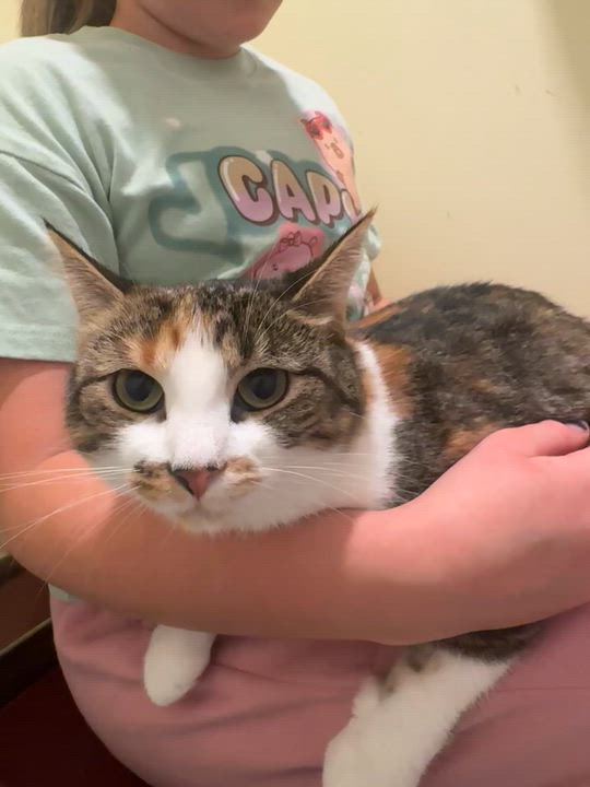 Enlarge Pip and Ally, a Adoptable Domestic Short Hair in Hutchinson, MN video 6/6
