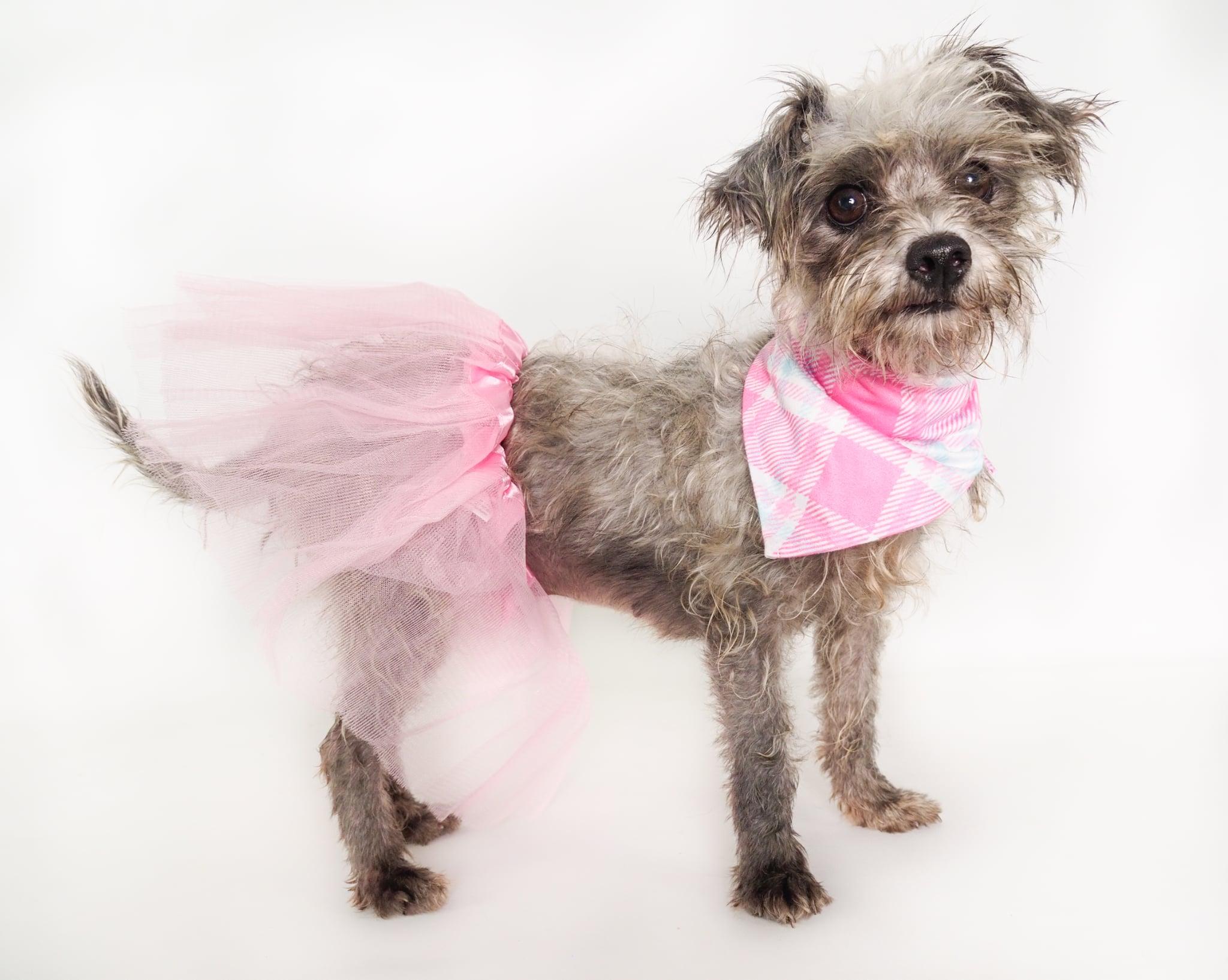 Ayla, a ADOPTABLE mixed breed in PHOENIX, AZ image 1/6