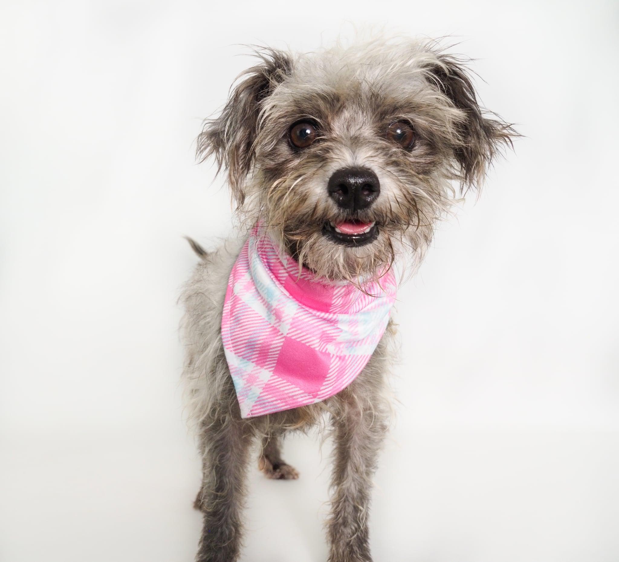 Ayla, a ADOPTABLE mixed breed in PHOENIX, AZ image 2/6