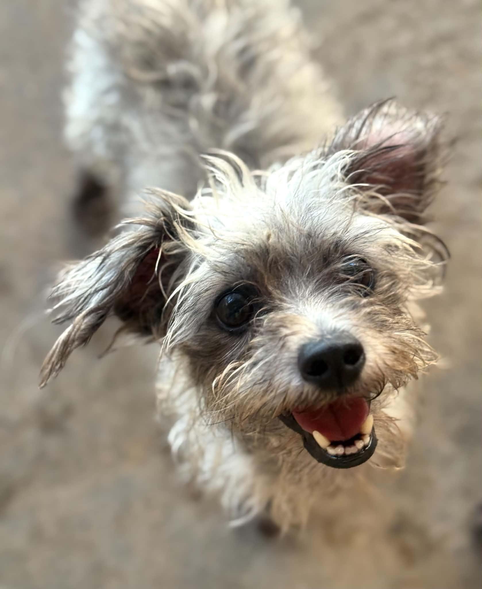 Ayla, a ADOPTABLE mixed breed in PHOENIX, AZ image 5/6