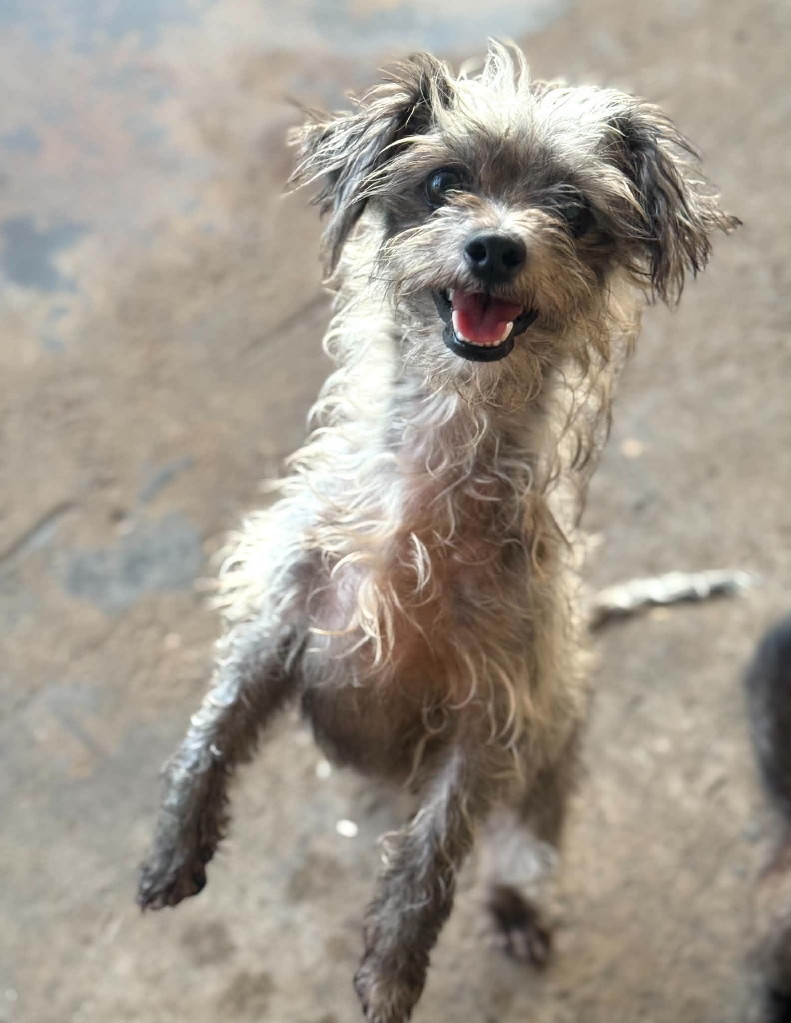 Ayla, a ADOPTABLE mixed breed in PHOENIX, AZ image 6/6