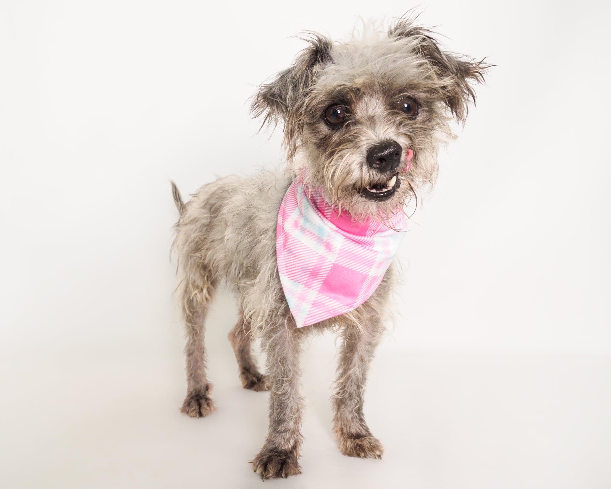 Ayla, a ADOPTABLE mixed breed in PHOENIX, AZ image 4/6