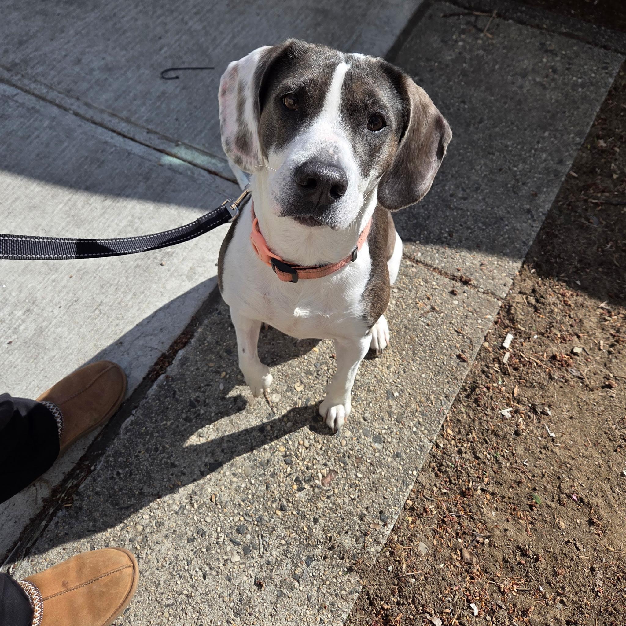 Enlarge Esme, a Adoptable mixed breed in Westwood, NJ image 5/5