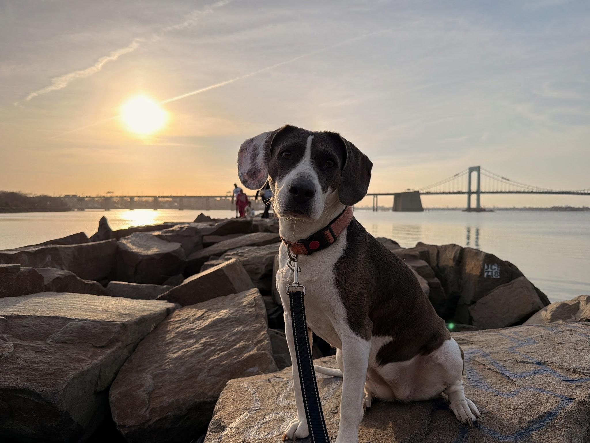 Esme, Adoptable, Adult Female Beagle & Terrier.