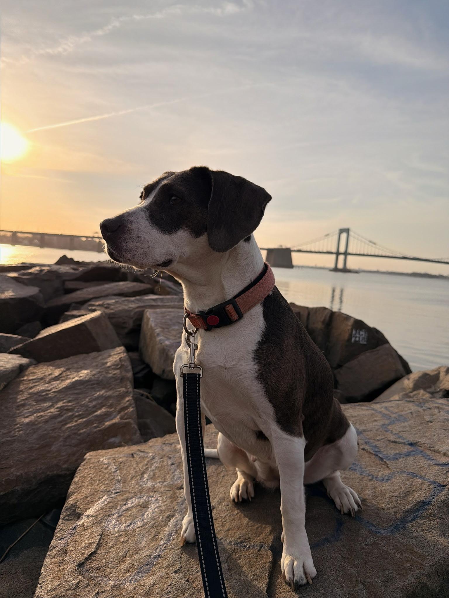 Enlarge Esme, a Adoptable mixed breed in Westwood, NJ image 2/5