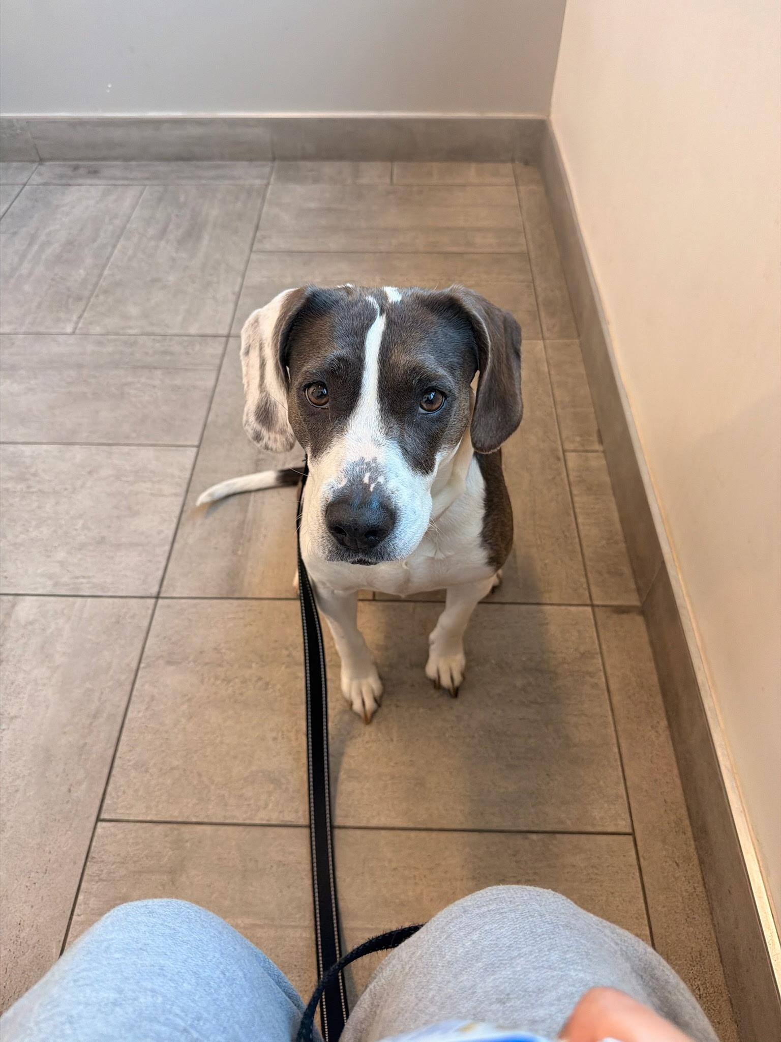 Enlarge Esme, a Adoptable mixed breed in Westwood, NJ image 4/5