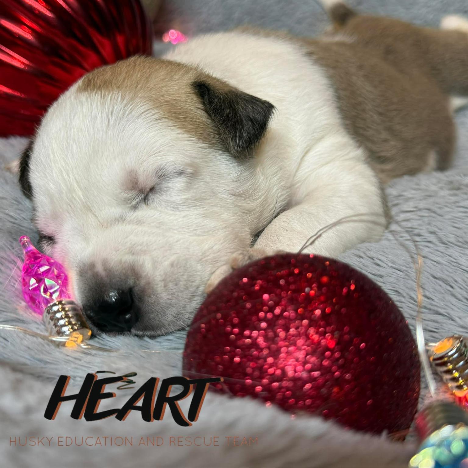 Dooby Doo - ON HOLD - NO MORE APPLICATIONS, Adoptable, Puppy Male Siberian Husky.