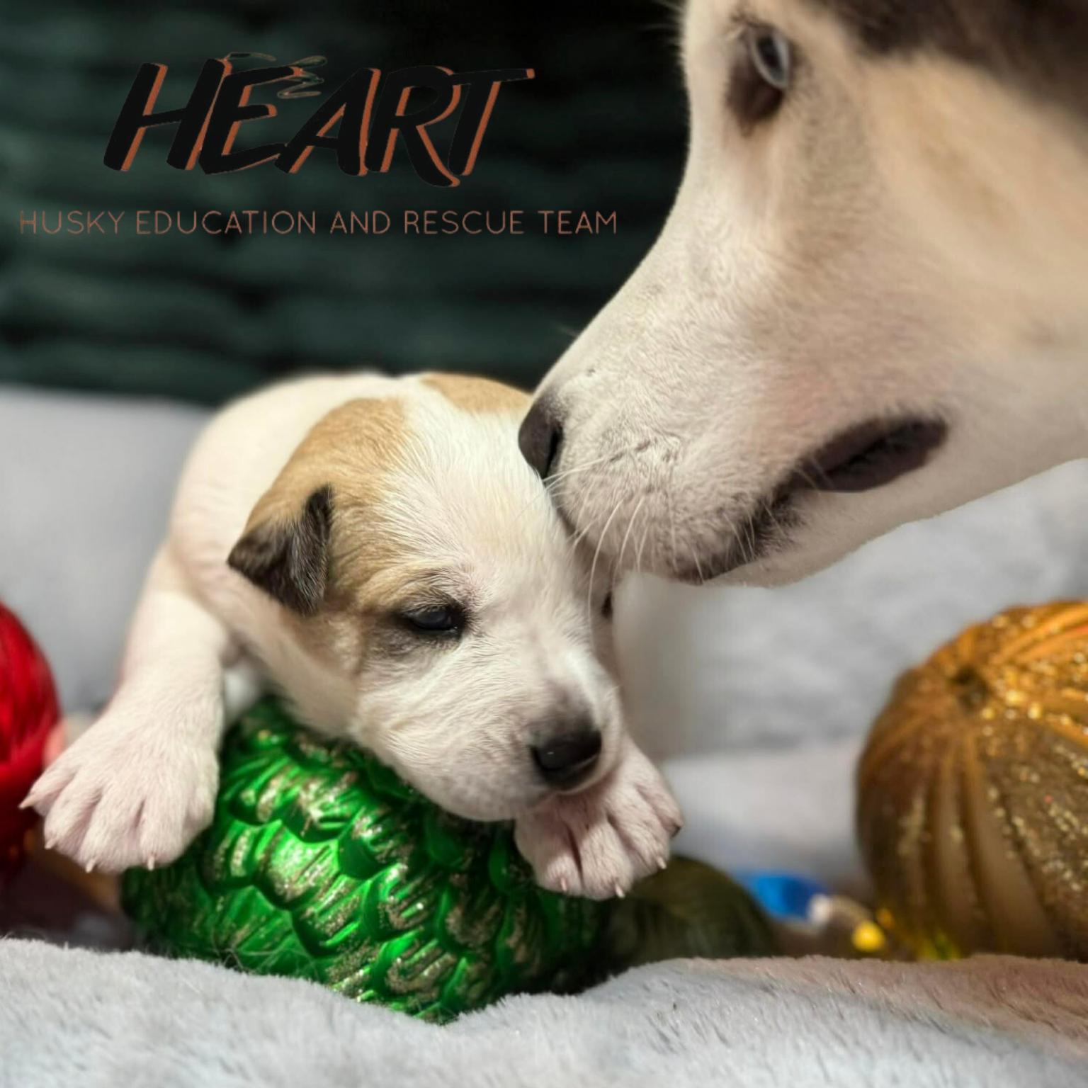 Dooby Doo - ON HOLD - NO MORE APPLICATIONS, a Adoptable Siberian Husky image 2/3