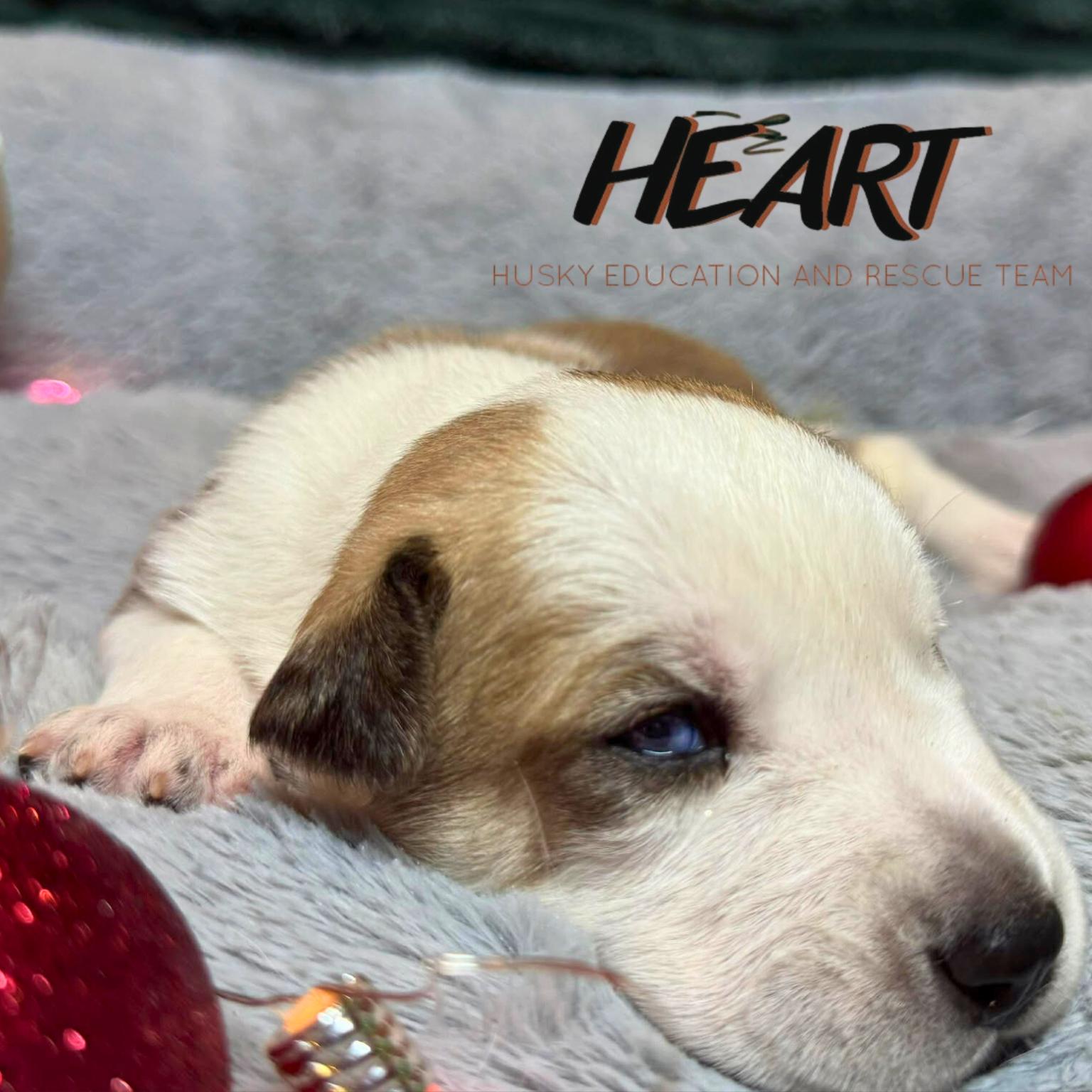 Dooby Doo - ON HOLD - NO MORE APPLICATIONS, Adoptable, Puppy Male Siberian Husky.