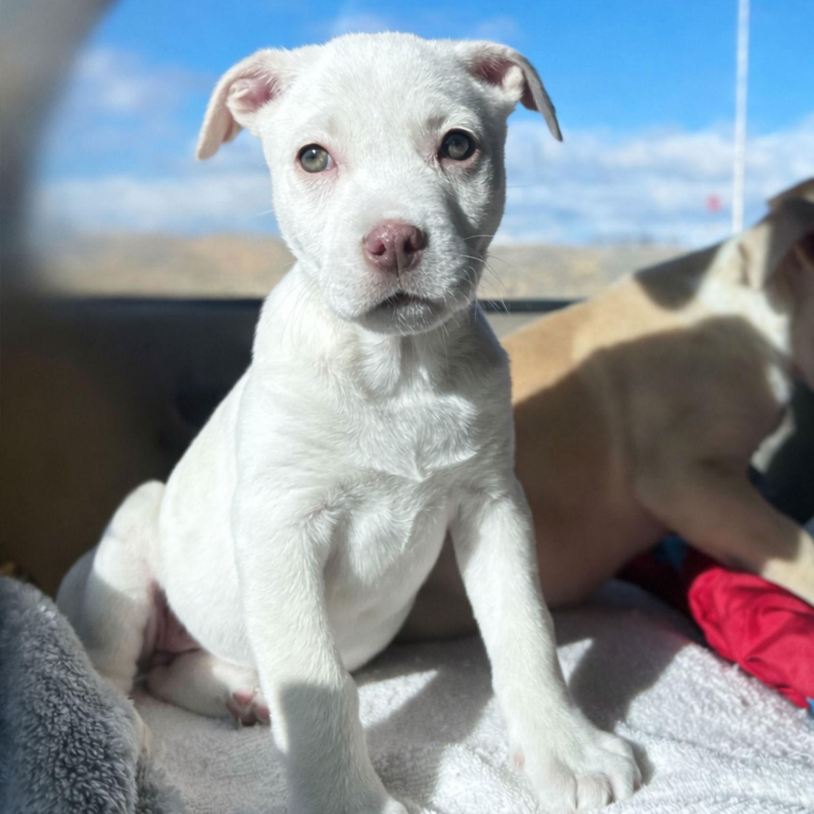 Aurora (FTF Only), Adoptable, Puppy Female Mixed Breed.
