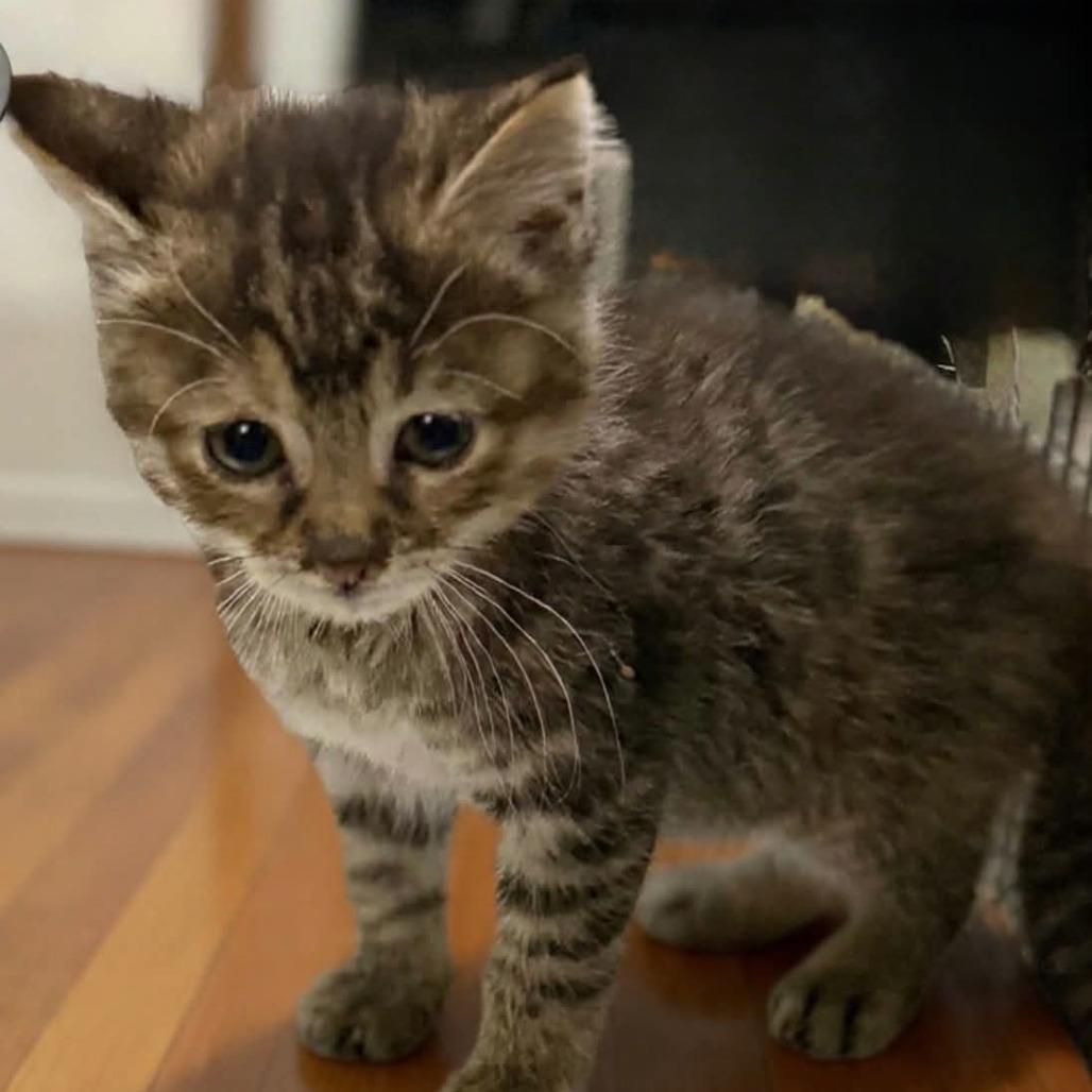 Echo, Adoptable, Kitten Female Domestic Medium Hair.