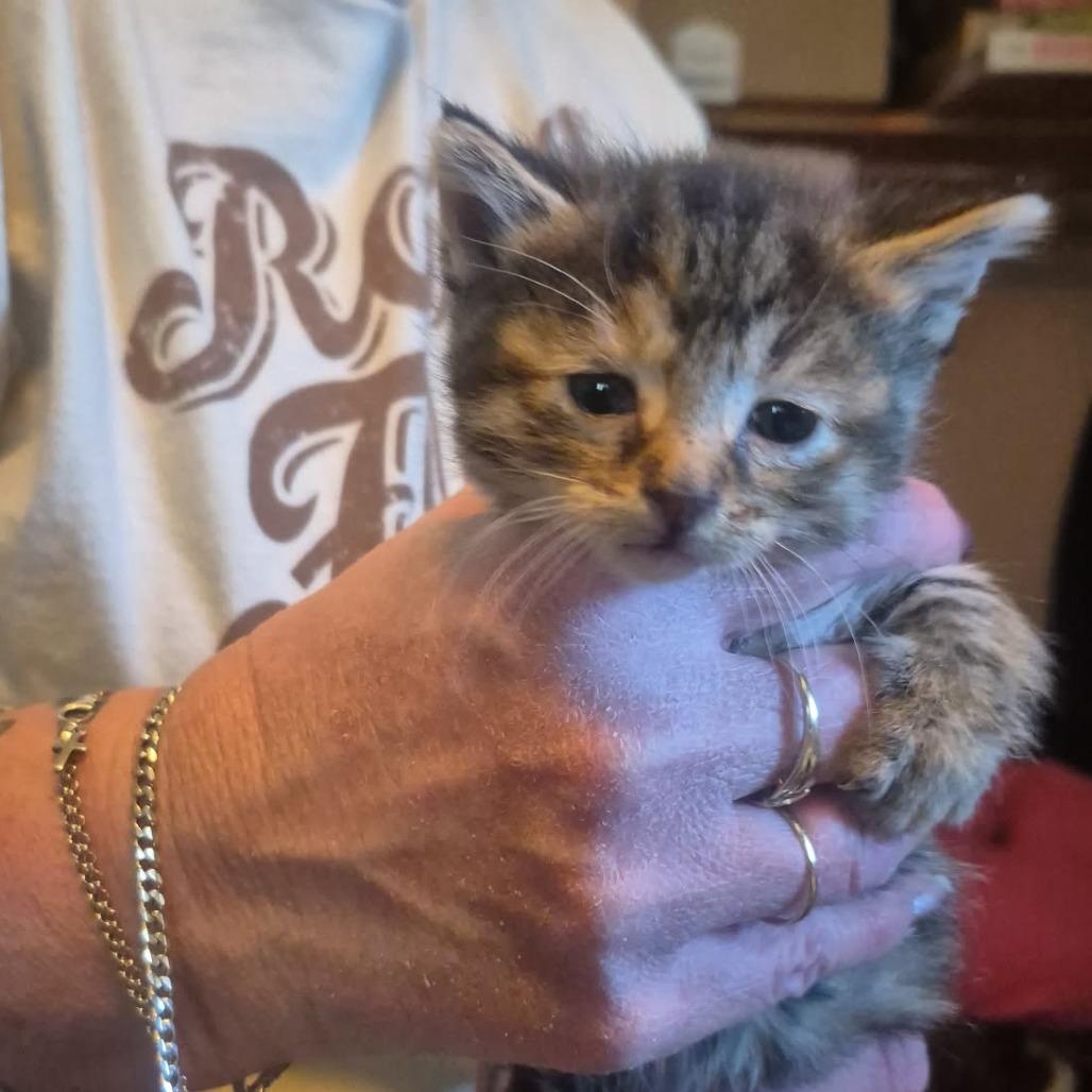 Enlarge Echo, a Adoptable Domestic Medium Hair in Mondovi, WI image 2/2
