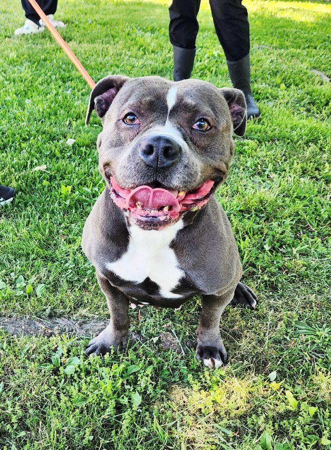 Violet, ADOPTABLE, Young Female American Staffordshire Terrier.