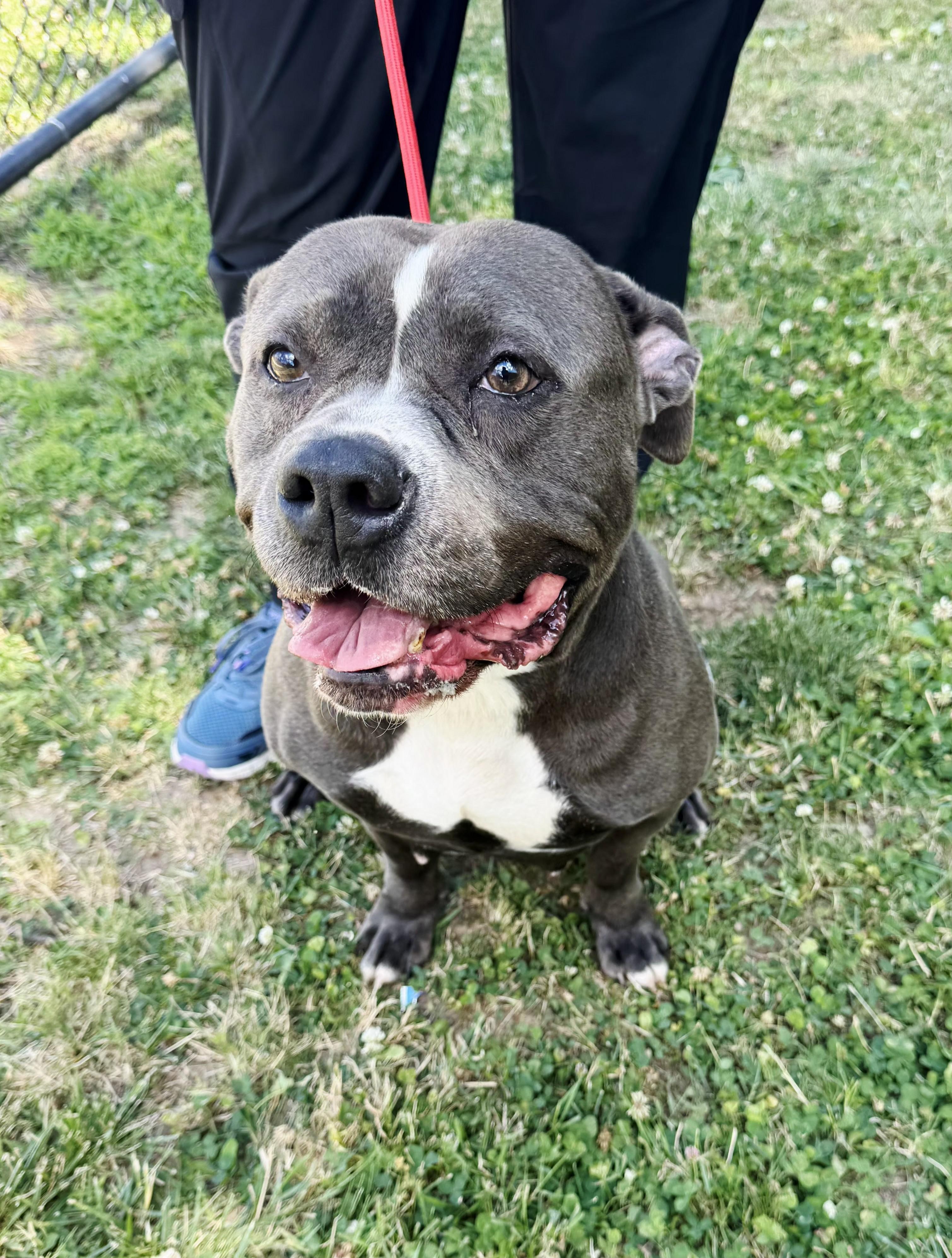 Violet, ADOPTABLE, Young Female American Staffordshire Terrier.