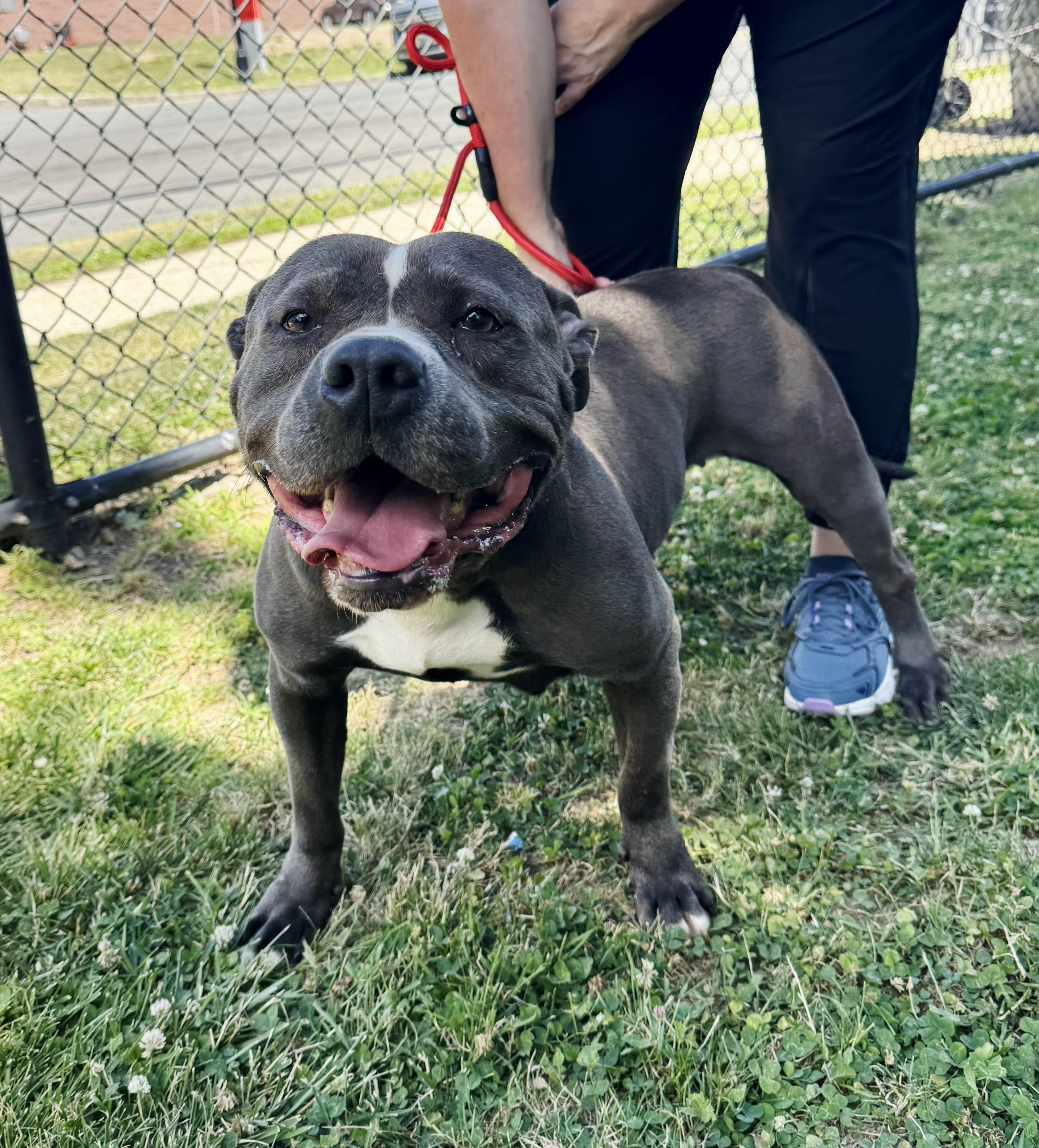 Enlarge Violet, a ADOPTABLE American Staffordshire Terrier in Perth Amboy, NJ image 5/6