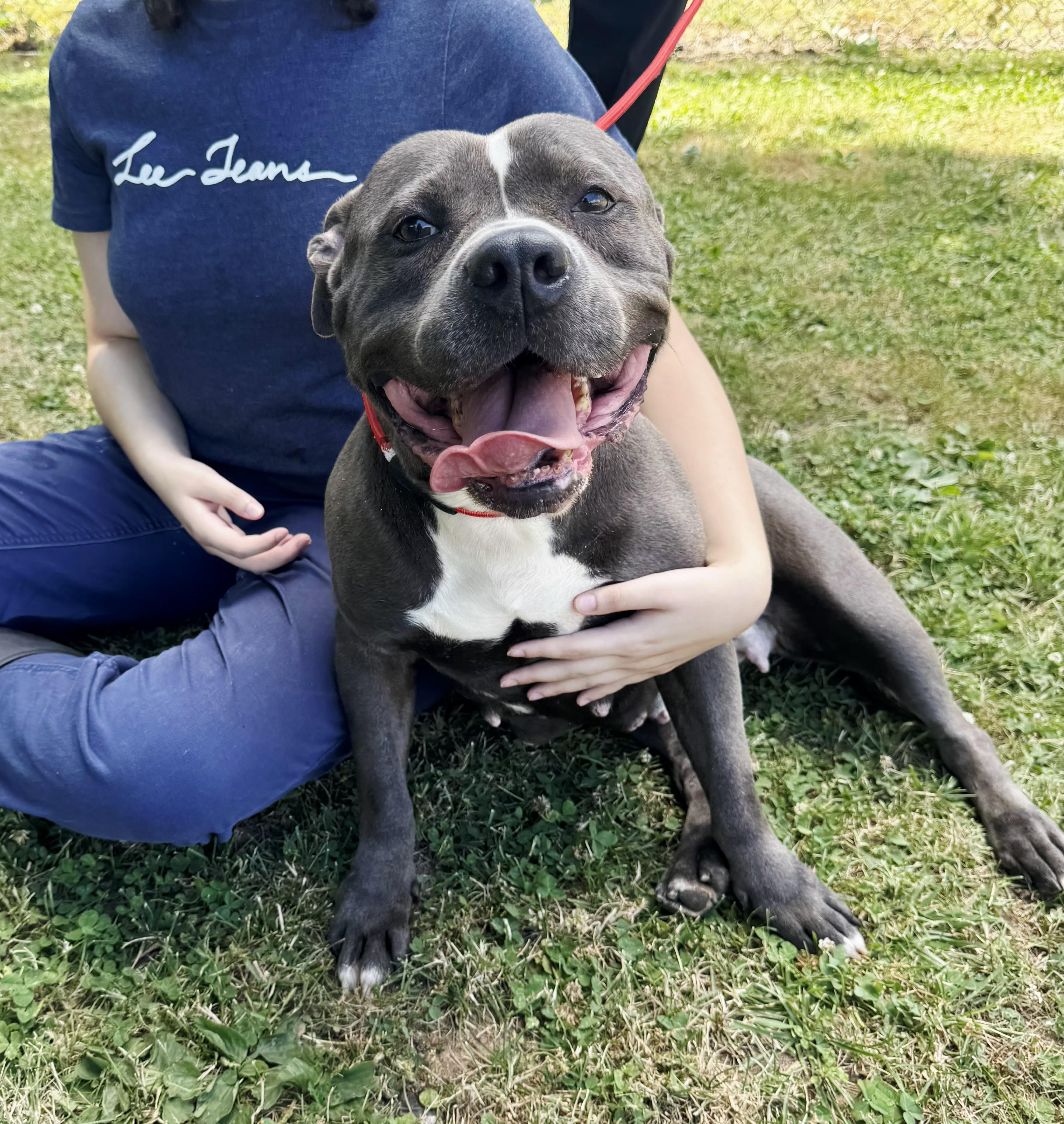 Enlarge Violet, a ADOPTABLE American Staffordshire Terrier in Perth Amboy, NJ image 6/6