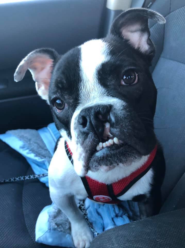 Sawyer, a Adoptable American Bulldog in Salt Lake City, UT image 2/6