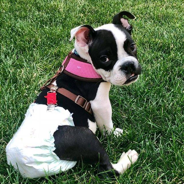 Sawyer, a Adoptable American Bulldog in Salt Lake City, UT image 5/6