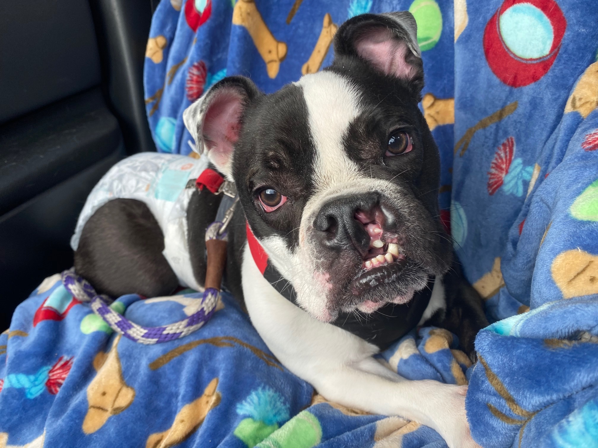 Sawyer, a Adoptable American Bulldog in Salt Lake City, UT image 3/6