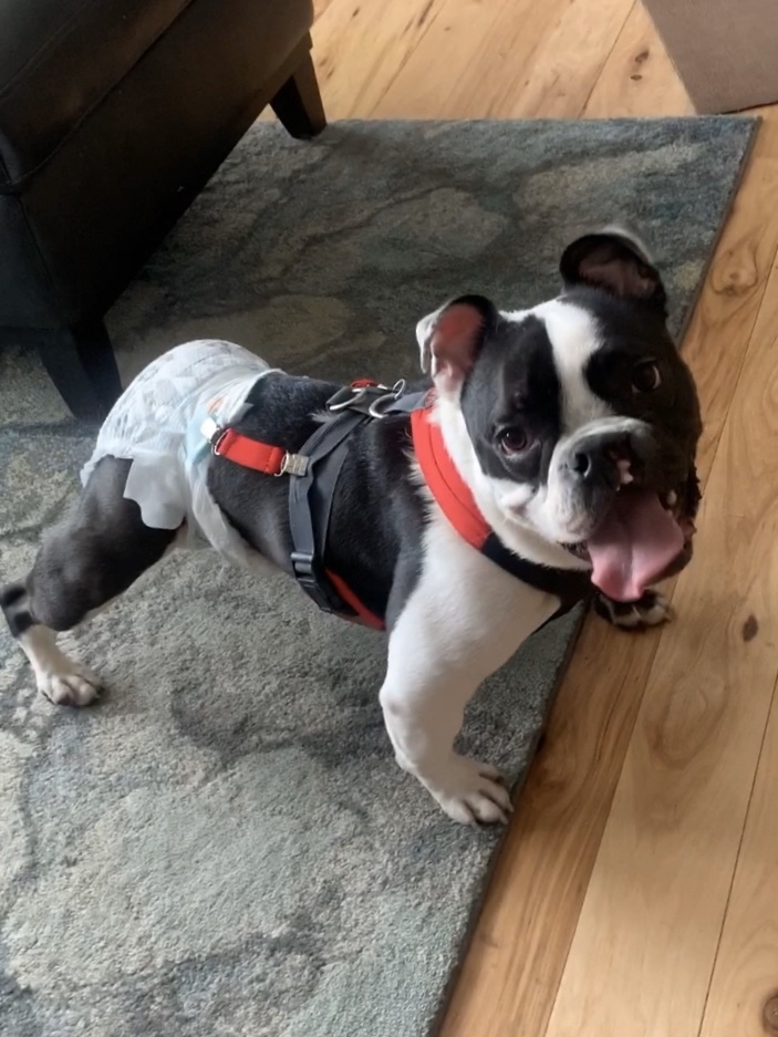 Sawyer, a Adoptable American Bulldog in Salt Lake City, UT image 4/6