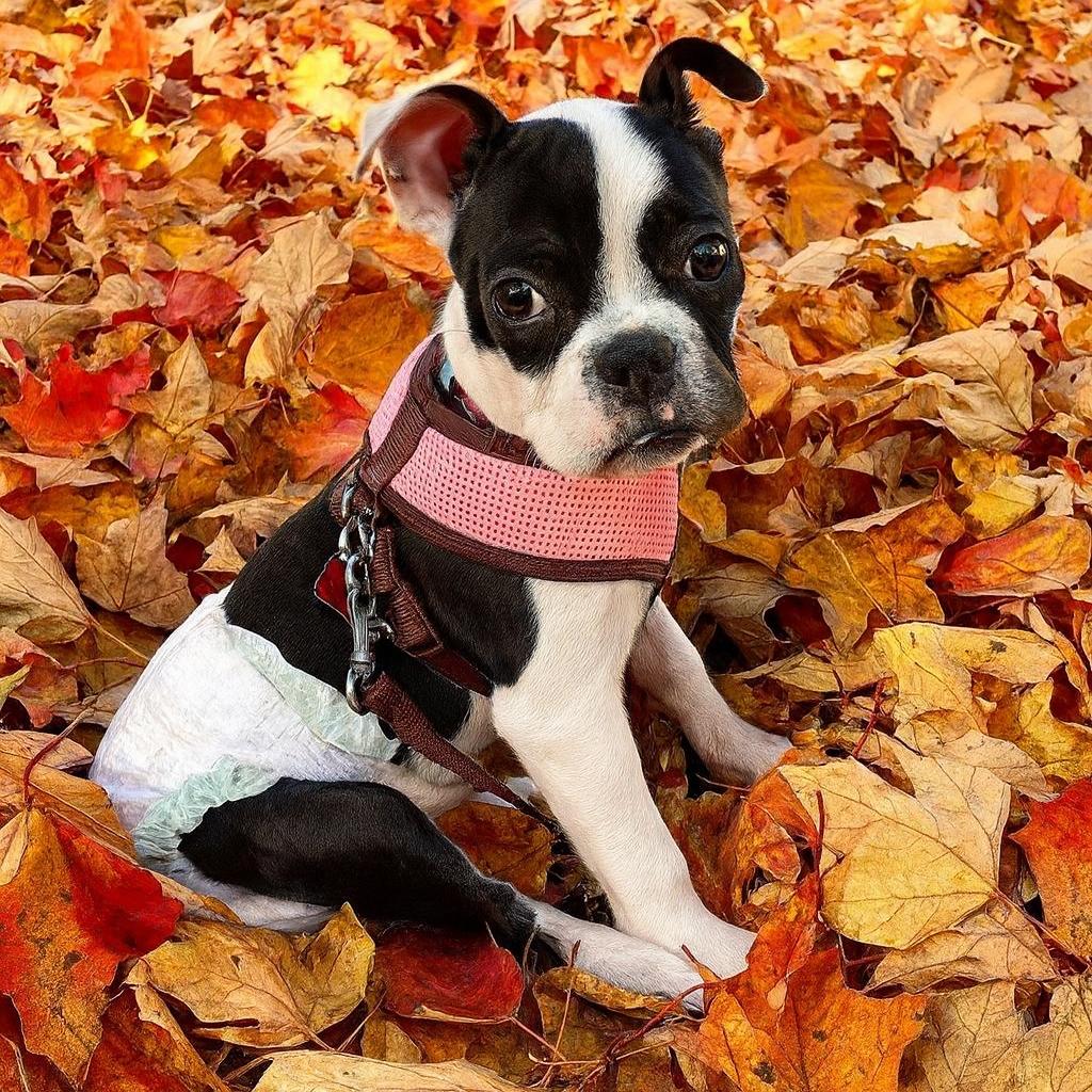 Sawyer, an adoptable American Bulldog in Salt Lake City, UT, 84165 | Photo Image 1