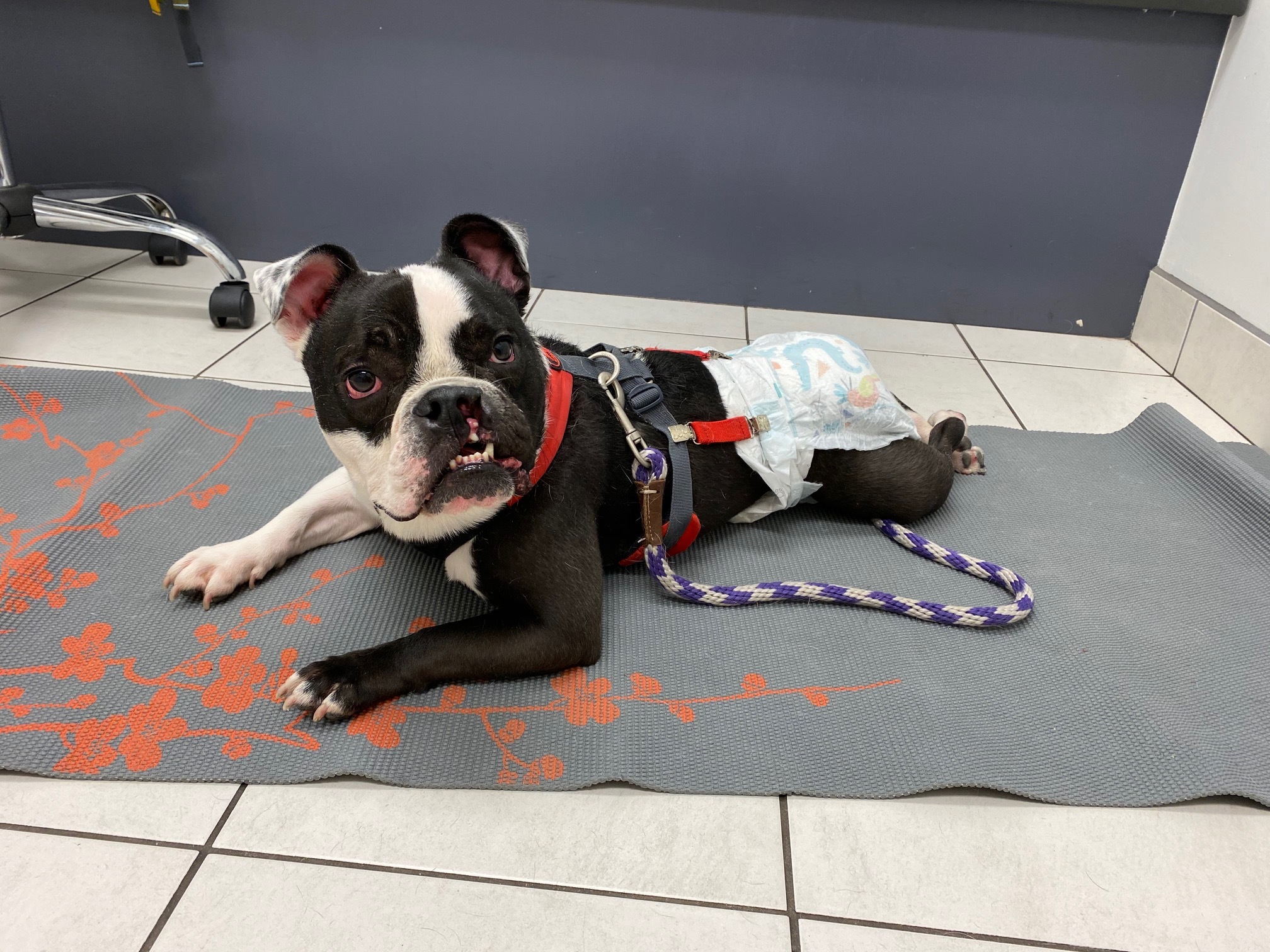 Sawyer, a Adoptable American Bulldog in Salt Lake City, UT image 6/6