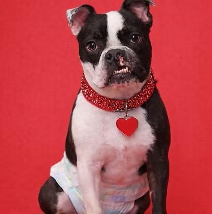 Enlarge Sawyer, a Adoptable American Bulldog in Salt Lake City, UT image 1/6