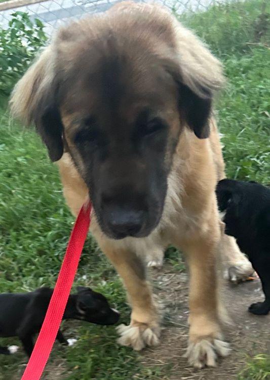 Riley, an adoptable Leonberger in Larkspur, CO, 80118 | Photo Image 3